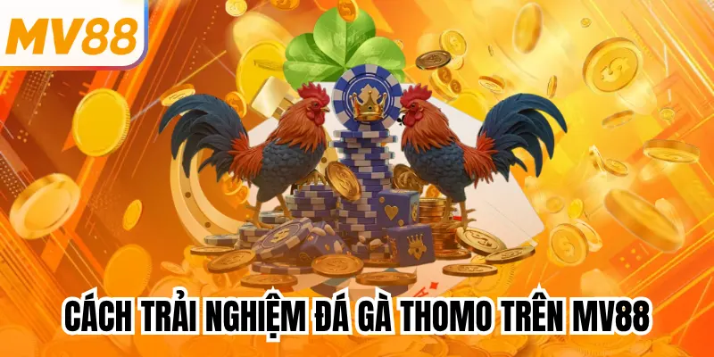 Cách trải nghiệm đá gà Thomo trên mv88