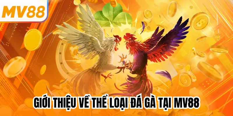 Giới thiệu về thể loại đá gà tại mv88