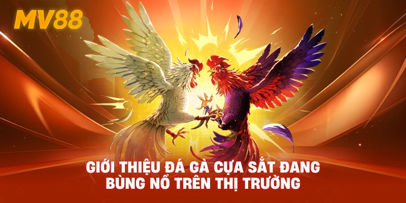 Giới thiệu đá gà cựa sắt đang bùng nổ trên thị trường